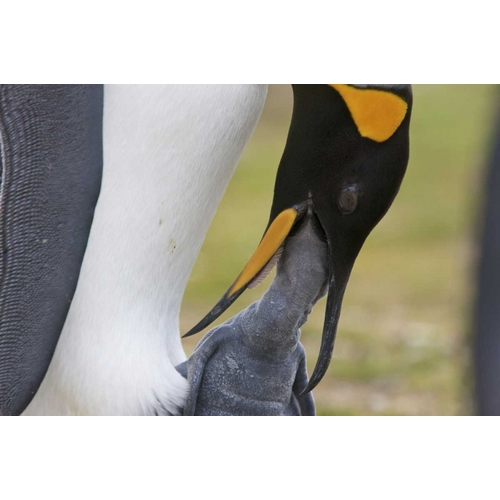 Volunteer Point A king penguin feeds its chick